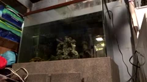 33adidas online show from April 10, 2026, 8:19 am