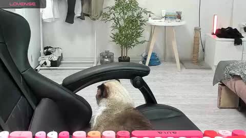 Alis online show from December 15, 2025, 8:40 am