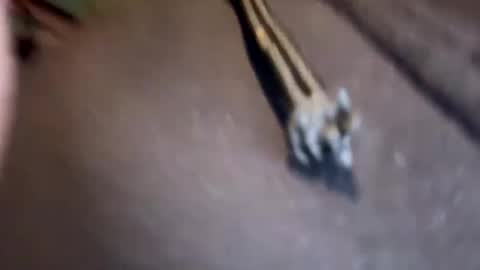 Snapshot of amature59 chatting on January 17, 2025, 3:11 pm Jamesy online show from January 17, 2025, 3:11 pm