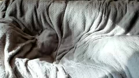 Snapshot of american_horny chatting on October 24, 2025, 5:42 pm Olive  Walter online show from October 24, 2025, 5:42 pm