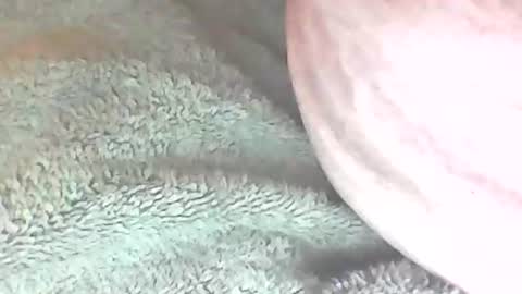 analhunter33 online show from February 6, 2025, 12:22 am