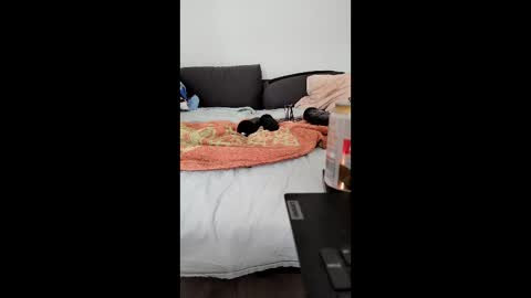 analtraining12 online show from March 26, 2026, 10:21 am