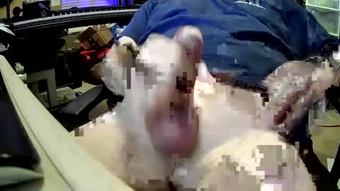 Snapshot of bb5199bb chatting on December 27, 2024, 1:00 am bb5199bb online show from December 27, 2024, 1:00 am