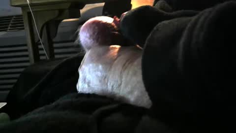 Snapshot of bear4146 chatting on December 6, 2024, 3:33 pm bear4146 online show from December 6, 2024, 3:33 pm