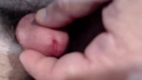 Snapshot of bobswan chatting on January 29, 2025, 3:04 pm bobswan online show from January 29, 2025, 3:04 pm