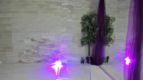 boobzilla_ online show from February 2, 2026, 5:50 am