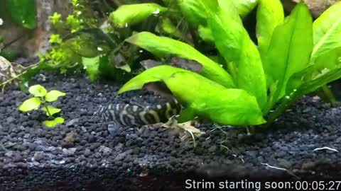 Booker Baxton online show from January 18, 2025, 4:04 am