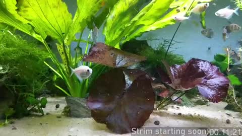 Booker Baxton online show from January 23, 2025, 3:58 am