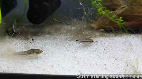 Booker Baxton online show from January 24, 2025, 4:05 am