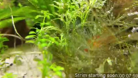 Booker Baxton online show from November 14, 2025, 4:00 am