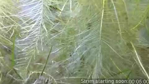 Booker Baxton online show from February 11, 2026, 4:06 am