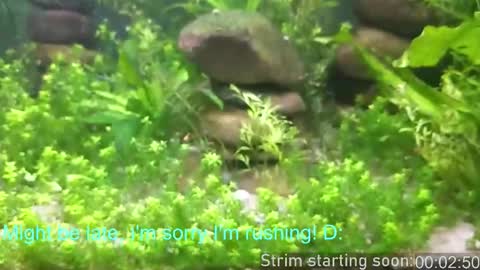 Booker Baxton online show from February 19, 2026, 4:08 am