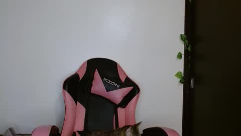 maru miaw   Please help me to reach 100 thumbs up online show from February 20, 2026, 4:20 am