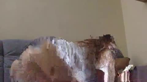 Snapshot of brutecia chatting on September 16, 2025, 6:42 pm brutecia online show from September 16, 2025, 6:42 pm