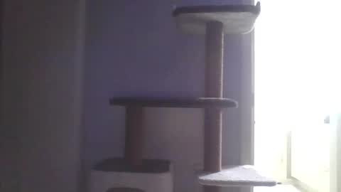 Snapshot of cammyman6900 chatting on November 9, 2025, 4:55 am cammyman6900 online show from November 9, 2025, 4:55 am