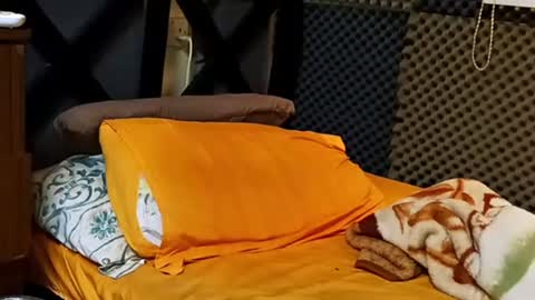 cezar online show from September 18, 2025, 2:19 pm