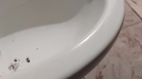 ciccilli online show from November 1, 2025, 10:23 pm