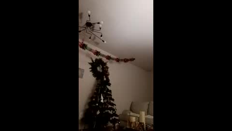 Bella online show from December 23, 2025, 3:48 am