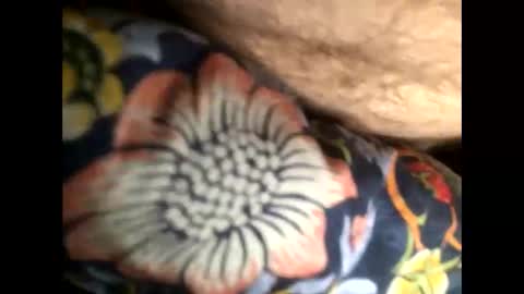 Snapshot of cutcockguy1975 chatting on January 20, 2025, 7:04 am Steve online show from January 20, 2025, 7:04 am