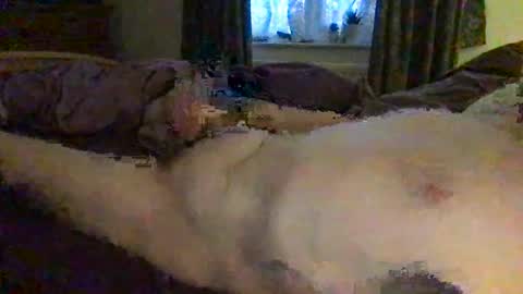 Snapshot of daddymoans4u chatting on December 11, 2024, 8:15 am daddymoans4u online show from December 11, 2024, 8:15 am