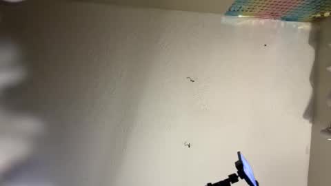 Dani Dragon online show from February 8, 2025, 10:50 am