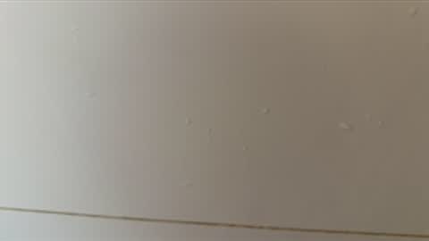 Snapshot of daxie002 chatting on May 16, 2026, 8:00 am Hornybear online show from May 16, 2026, 8:00 am