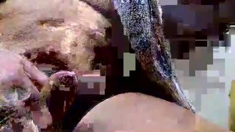 Dive Deep online show from December 15, 2025, 6:45 pm