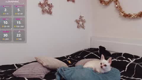 Snapshot of demiamour chatting on December 25, 2024, 10:50 am Demi. not your babybabebb and other shit online show from December 25, 2024, 10:50 am