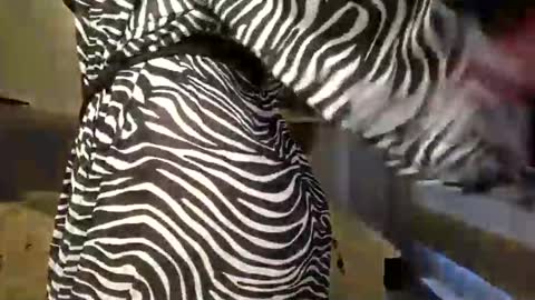 DOM MUMMY online show from March 9, 2025, 6:50 am