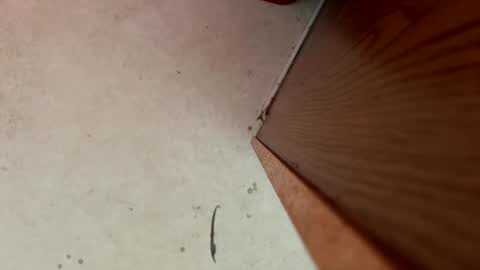 dragonman1219 online show from January 13, 2025, 5:44 pm