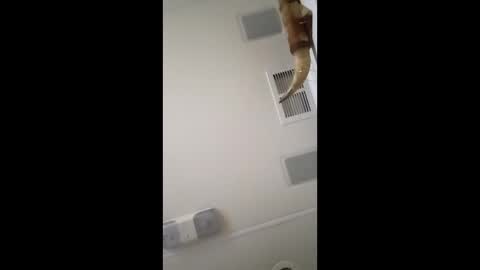 dtrain6969420 online show from February 3, 2026, 6:40 am