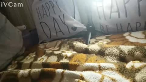 Snapshot of gatodes6116291 chatting on October 30, 2025, 5:35 pm gatodes6116291 online show from October 30, 2025, 5:35 pm