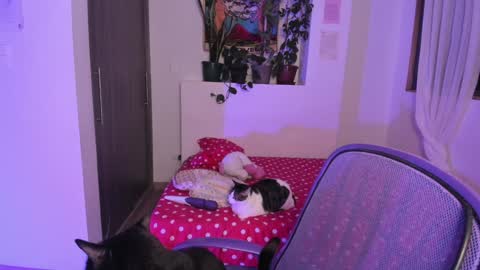 Snapshot of honey_hoe chatting on December 13, 2024, 6:10 am Lau online show from December 13, 2024, 6:10 am