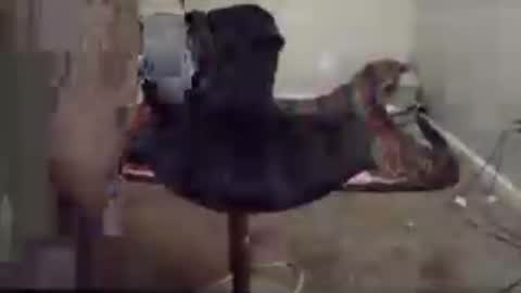 honnievu online show from July 23, 2026, 4:32 am