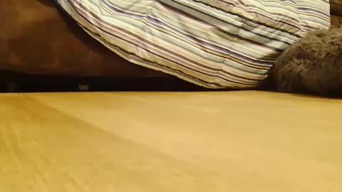 BigFTMdick online show from December 26, 2024, 2:12 am