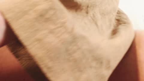 Ingret online show from December 13, 2024, 2:49 pm