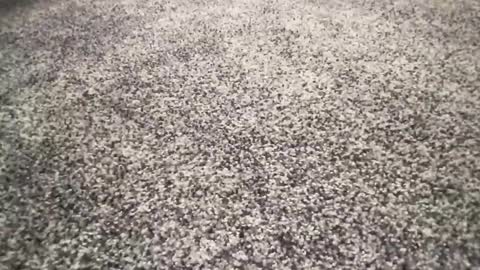 ironerectionn online show from January 11, 2026, 1:32 am