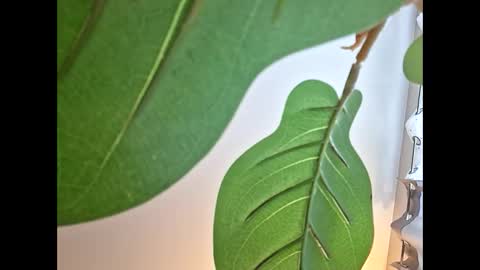 Isabella online show from October 23, 2025, 11:14 pm