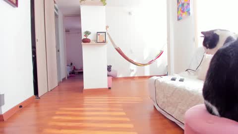 Karlye online show from January 22, 2025, 2:24 pm