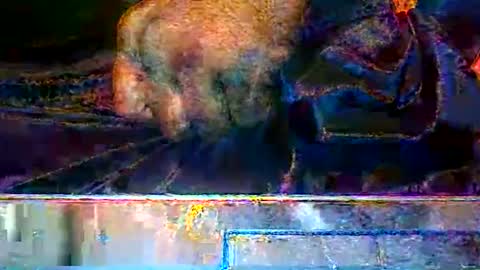 KENDREKO online show from March 14, 2026, 9:37 am