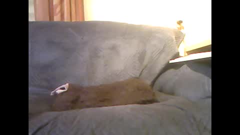 lion160868 online show from February 6, 2026, 9:34 am