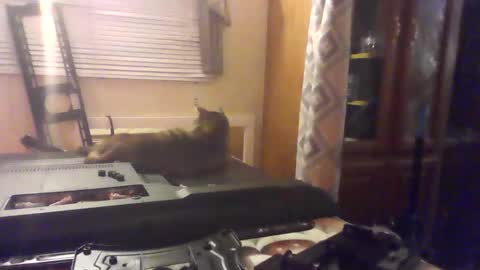 Snapshot of littlegrey376 chatting on February 18, 2026, 7:15 am littlegrey376 online show from February 18, 2026, 7:15 am