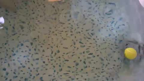 lovelyladyflaccid online show from May 27, 2026, 10:29 pm