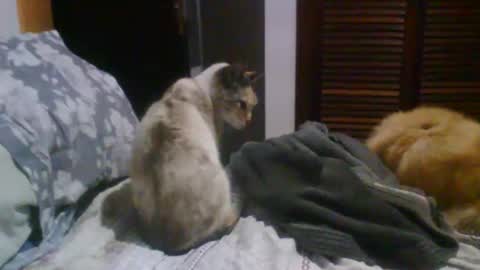 lucas online show from October 19, 2025, 9:37 pm