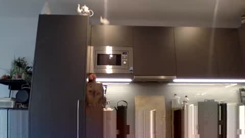 Lupine online show from December 12, 2024, 10:56 am