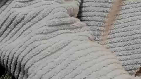 Snapshot of lustgardener67 chatting on February 9, 2025, 7:16 am lustgardener67 online show from February 9, 2025, 7:16 am