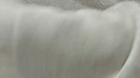 Snapshot of lustgardener67 chatting on November 8, 2025, 2:28 pm lustgardener67 online show from November 8, 2025, 2:28 pm