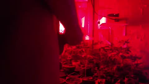 SILVA online show from October 12, 2025, 2:43 am