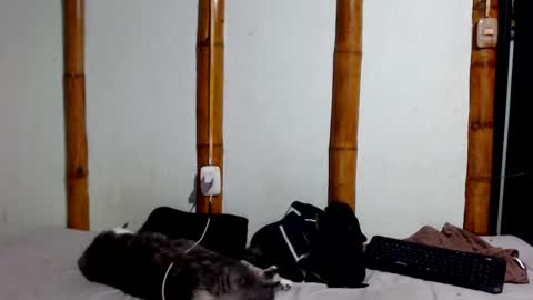 Mia  Sam online show from January 17, 2026, 11:41 pm