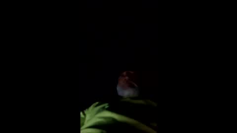 Snapshot of mullinfloggin79 chatting on May 28, 2026, 10:01 am mullinfloggin79 online show from May 28, 2026, 10:01 am